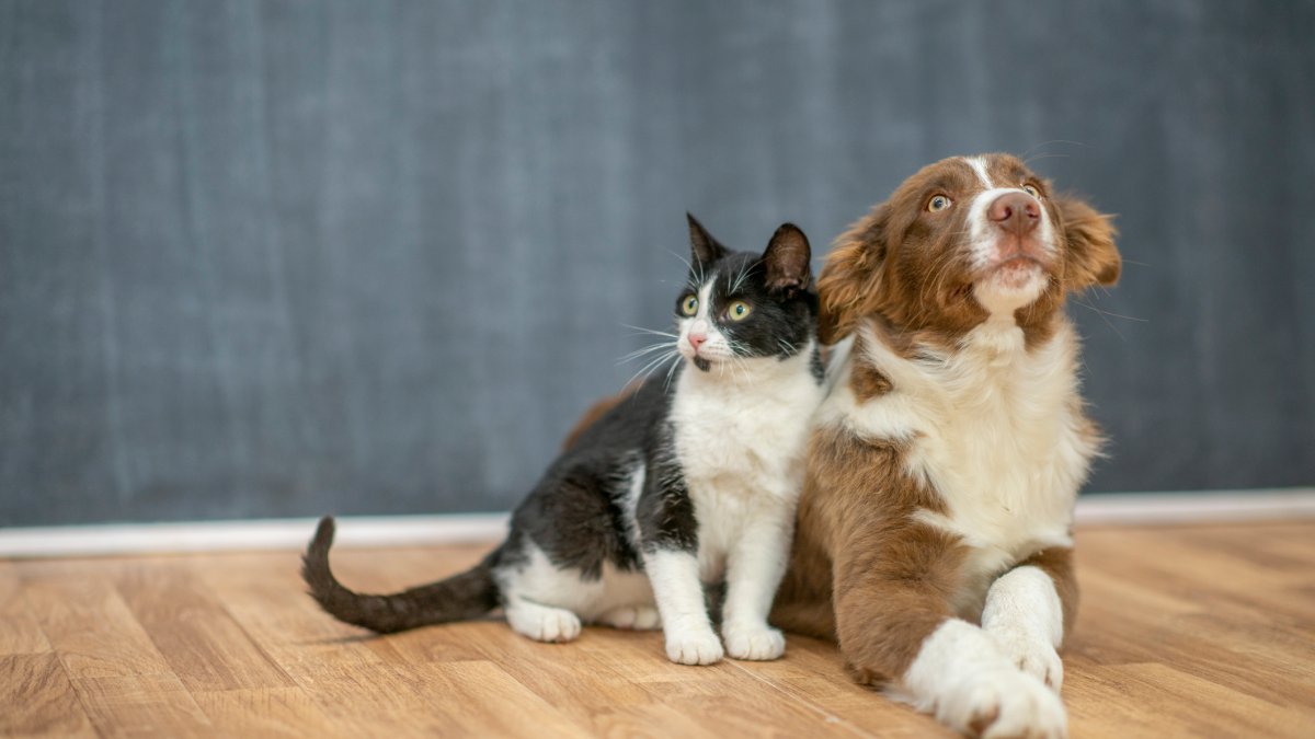 What does a ‘bonded pair’ mean when adopting from an animal shelter