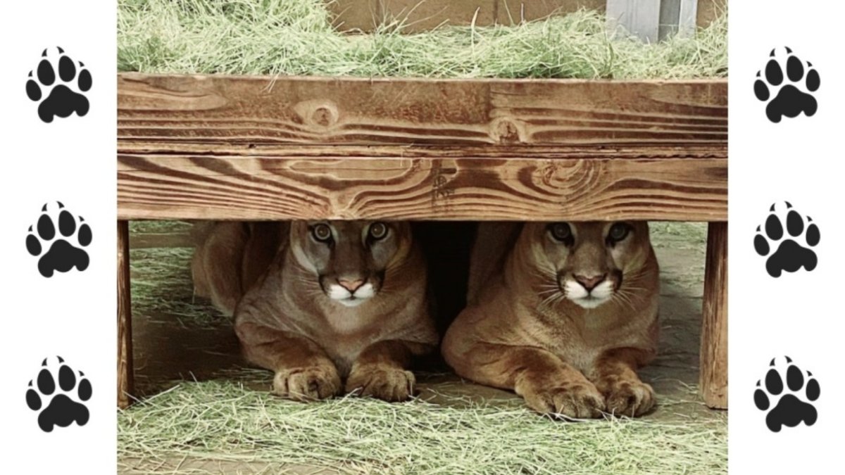 Even big cats – including mountain lions – like to chill under beds – NBC Los Angeles