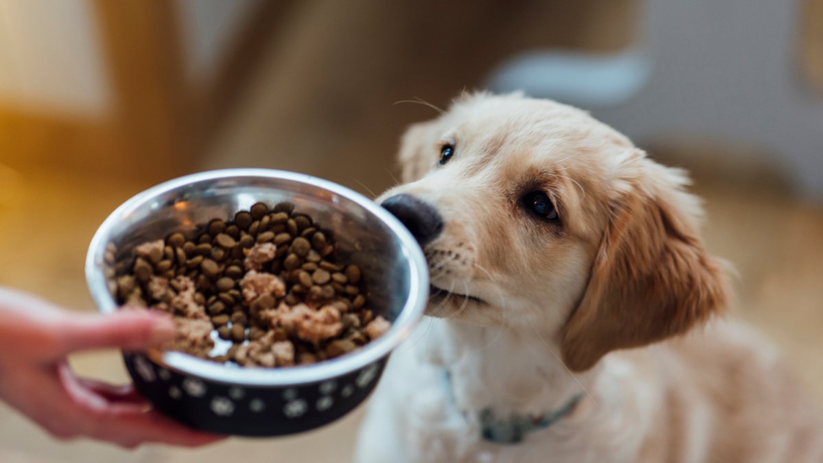 What you should know before making your own pet food – NBC Los Angeles