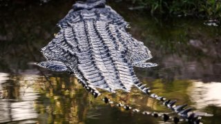 crocodile swimming