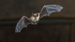 Pipistrelle bat (Pipistrellus pipistrellus) flying on wooden ceiling of house in darkness