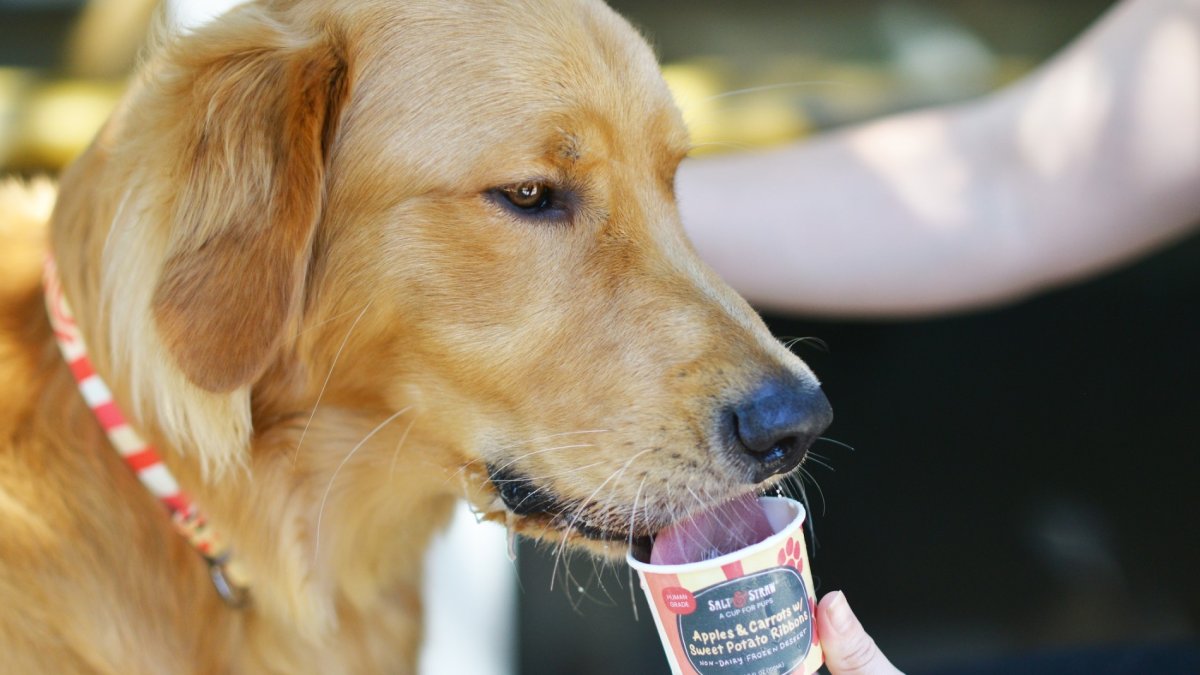 Get a Pup Cup for National Dog Day – NBC Los Angeles