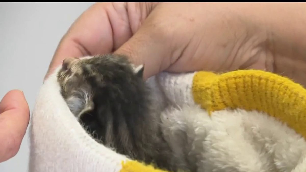 Seal Beach rescue preps “kitten kits” for local shelters NBC Los Angeles