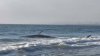 Beached fin whale dies on Torrance shore