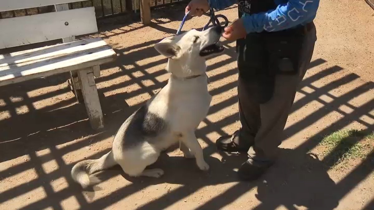 Husky who’s been at Long Beach animal shelter 8 months still awaiting adoption – NBC Los Angeles