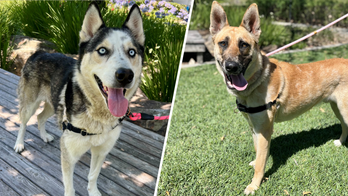 Mission Viejo offering training packages for adoptable dogs NBC Los