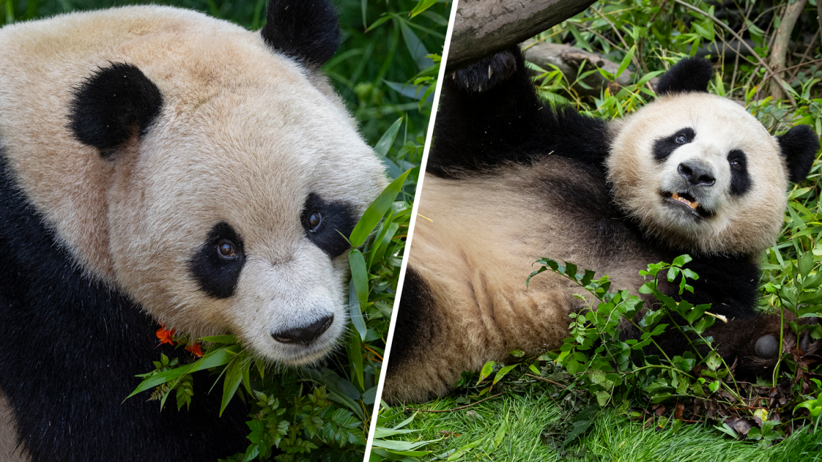 Two giant pandas welcomed at first California Panda Day – NBC Los Angeles