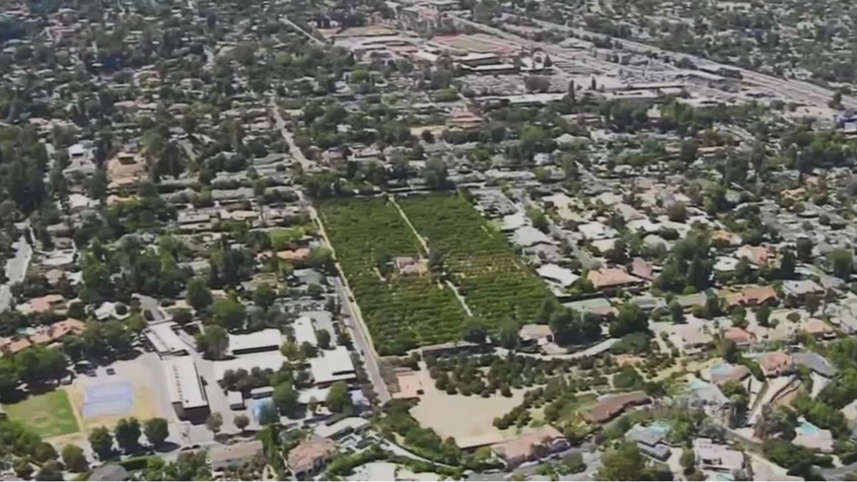 Last orange grove in San Fernando Valley to be replaced – NBC Los Angeles