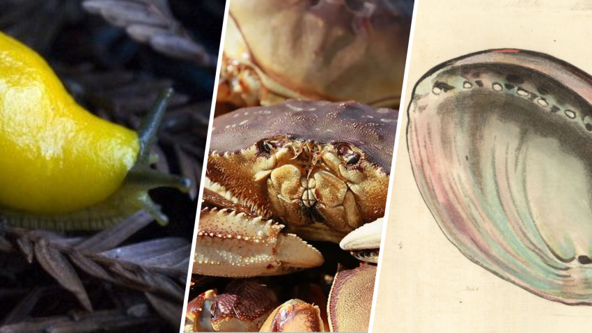 California now has three more state symbols, as of law signed by Gov. Gavin Newsom: The Dungeness crab, the banana slug and the black abalone seashell. (Getty Images)