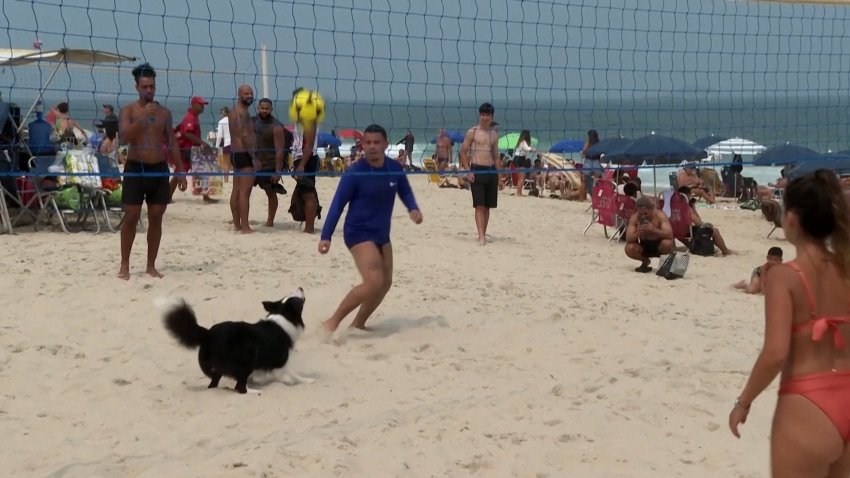 A dog on the beach playing footvolley