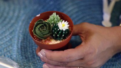 Create unique succulent inspired cupcakes with expert decorating tips 