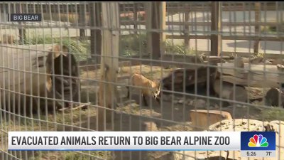 Big Bear Zoo animals return home after evacuation