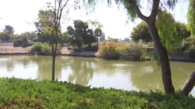 Cluster of dead ducks found floating in Milpitas park pond