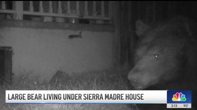 Large bear moves into Sierra Madre home's crawlspace