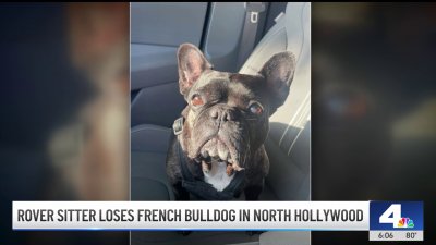 Rover dogsitter loses French bulldog in North Hollywood