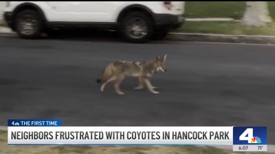 Neighbors concerned with growing coyote sightings in Hancock Park