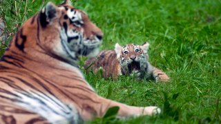 Three-month-old Amur tiger cubs.