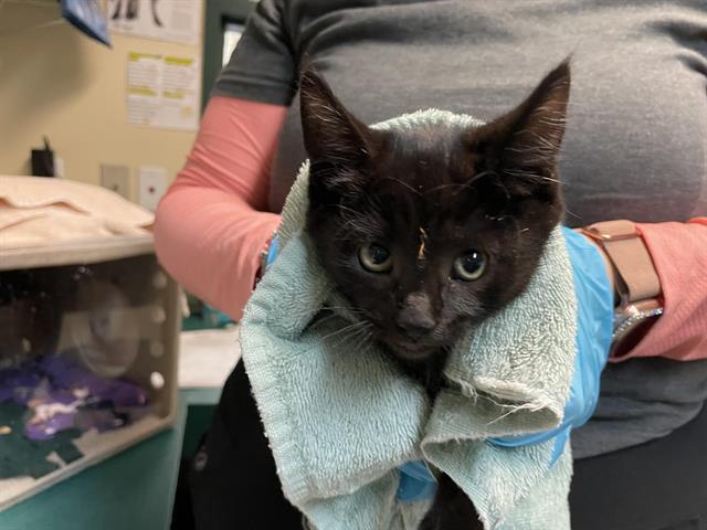 Gaslight - 8-week-old domestic short hair