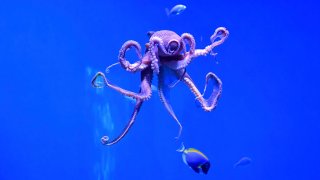 TOPSHOT – A day octopus, also known as the big blue octopus, found in both the Pacific and Indian Oceans, is seen at the Aquarium of the Pacific in Long Beach, California on May 27, 2021, during a media preview of the indoor exhibition “Coral Reefs: Nature’s Underwater Cities”. – “Coral Reefs: Nature’s Underwater Cities” opens to the public on May 28, 2021 through April 2022, spotlighting the importance of coral reefs to the planet and marine environment. (Photo by Frederic J. BROWN / AFP) (Photo by FREDERIC J. BROWN/AFP via Getty Images)