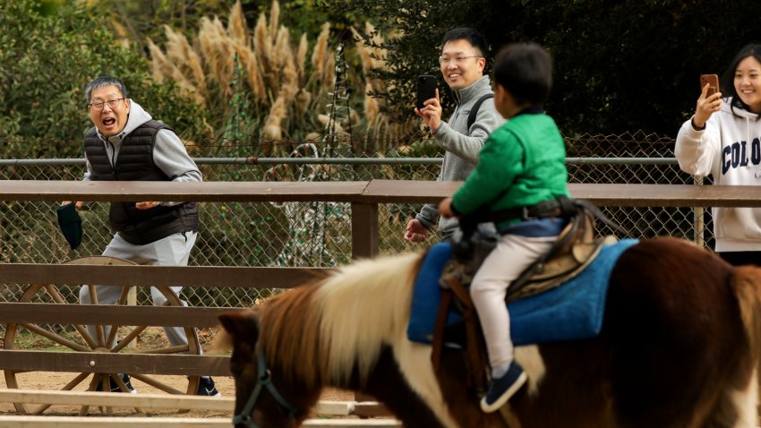 LOS ANGELES-CA – DECEMBER 6, 2022: Ethan Kim, 3, rides a pony as his grandfather Hwan, father Dennis, and mother Susan, from left, look on, during a family visit to Griffith Park Pony Rides on Tuesday, December 6, 2022. The city of Los Angeles will end its contract with Griffith Park Pony Rides due to threats of a lawsuit from an animal rights group. The group claims that the ponies were kept in inhumane conditions. Owner, Steve Weeks, is looking for new homes for its ponies. (Christina House / Los Angeles Times via Getty Images)