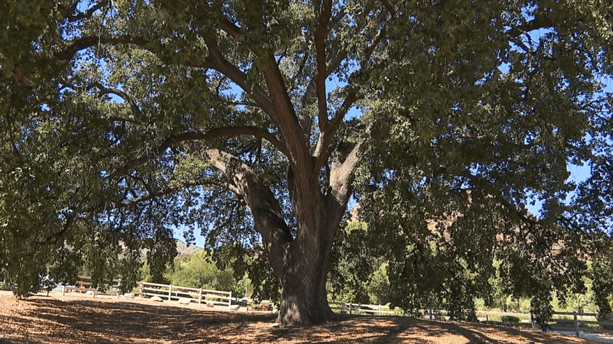 ‘Old Glory’ oak tree in Stevenson Ranch named historic landmark NBC