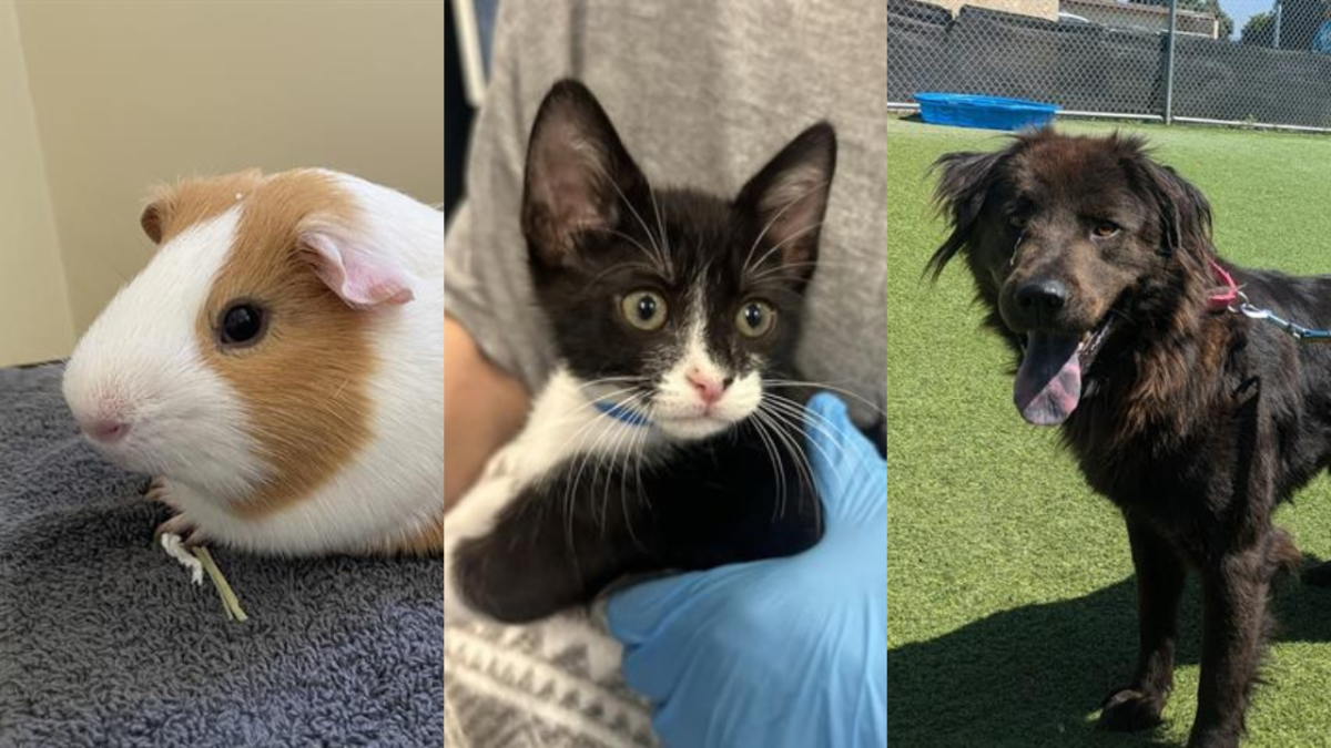 Adoptable pets named after popular foods NBC Los Angeles