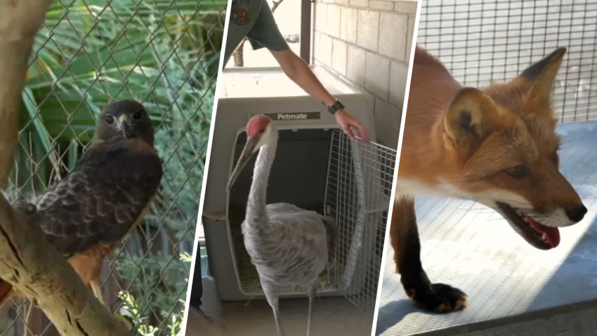 Zoo animals are back home in Big Bear after their temporary evacuation to Palm Desert last week.