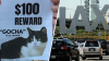 Cat who went missing for over a week at LAX found