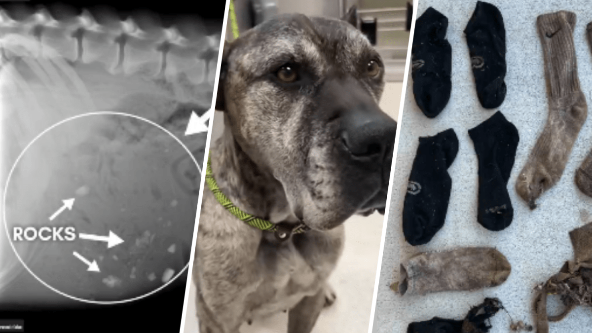 Dog with big appetite for socks rocks rescued in Ventura County