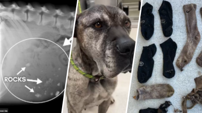 Dog receives surgery for eating socks and rocks