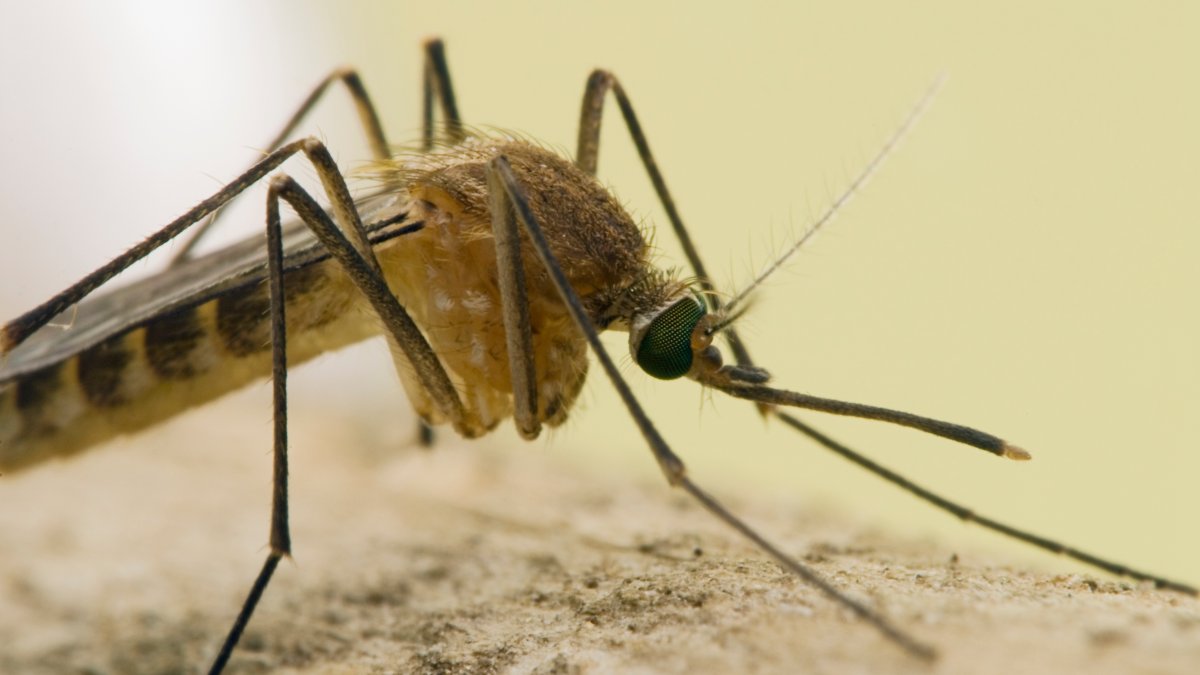 West Nile Virus Cases Detected in Colorado, Indiana; Mosquitoes Positive in California, Ohio