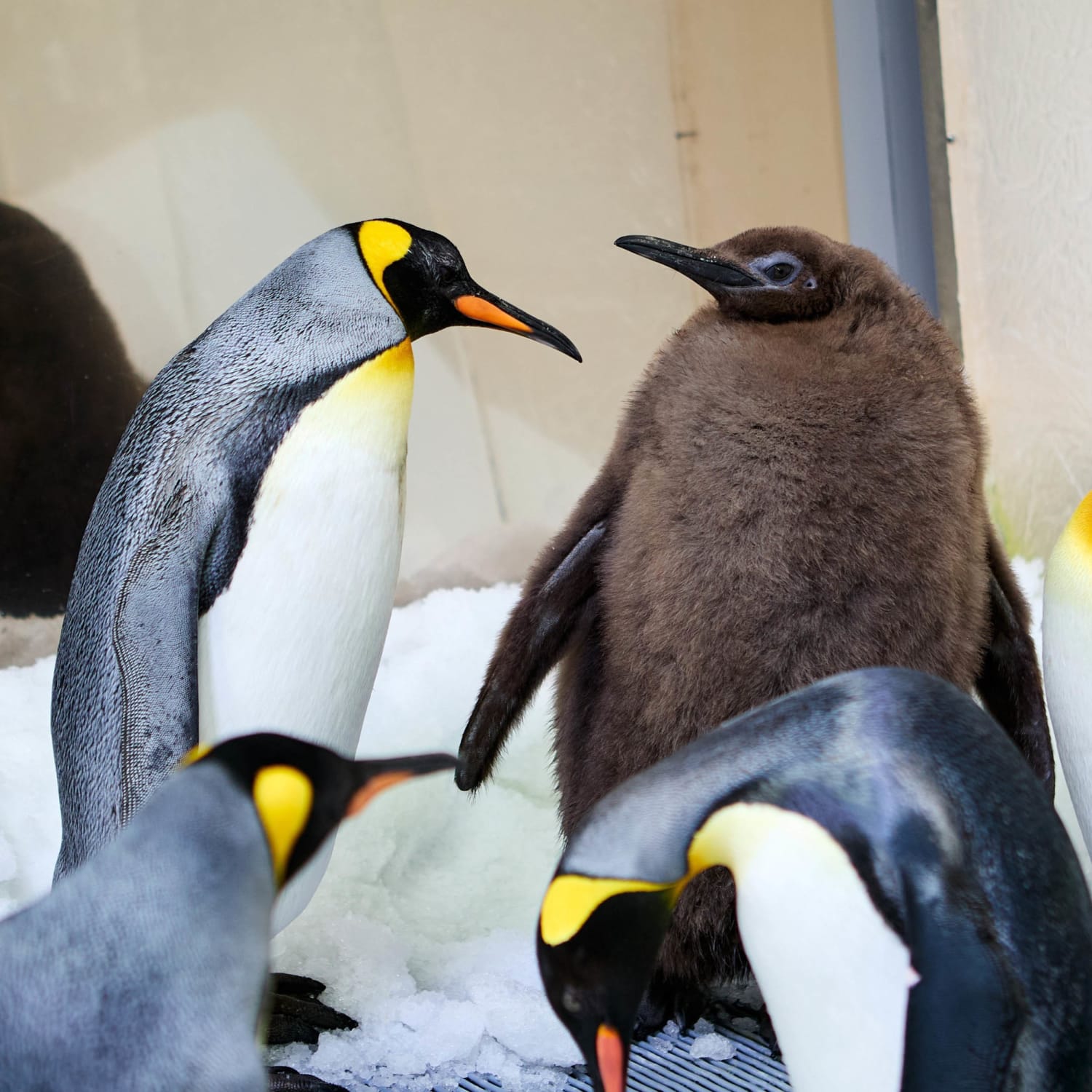 46-pound baby penguin is breaking the internet: ‘Pesto is a celebrity