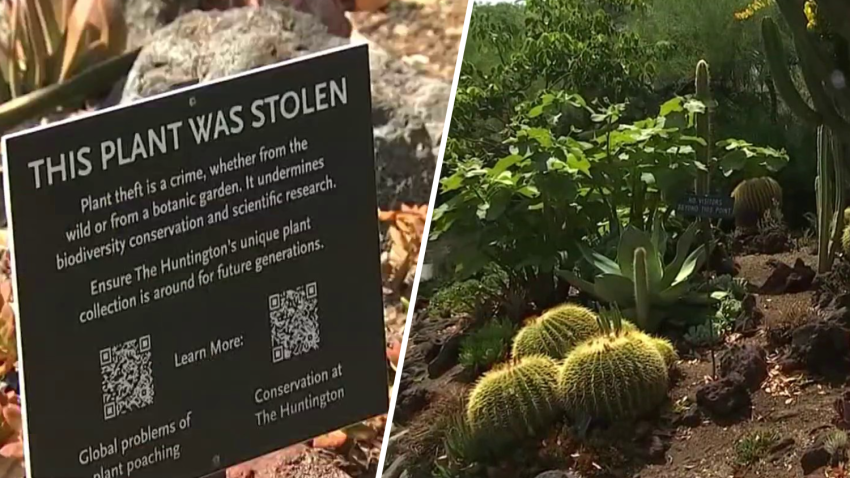 A sign placed at the location of a stolen plant at the botanical gardens in San Marino.