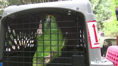 Authorities continue to remove more than 200 animals from Long Island hoarding house