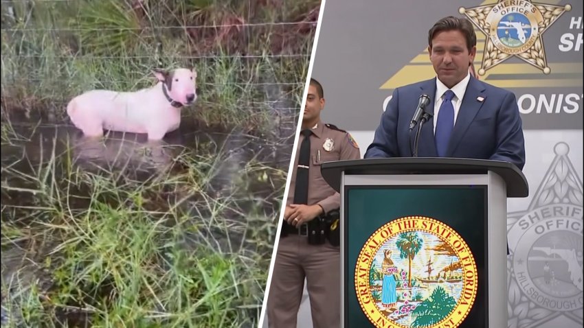 Split of a dog chained to a fence in water and Ron DeSantis at podium