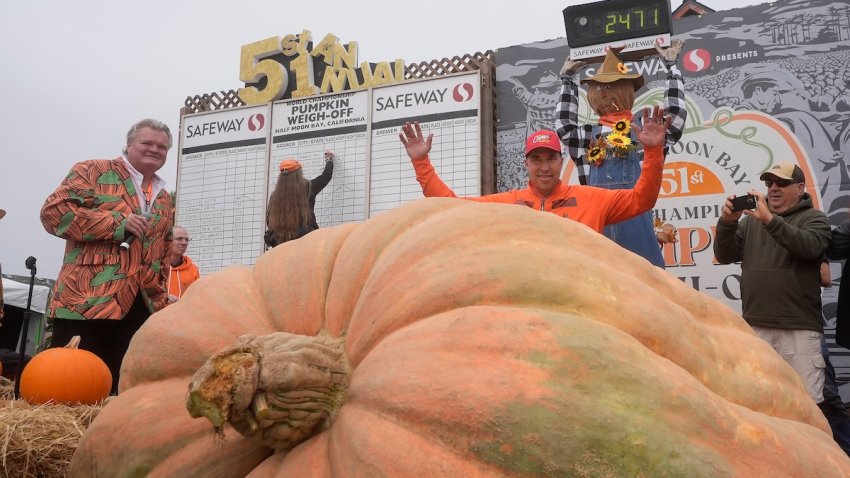 Travis Gienger, of Anoka, Minn., middle, celebrates after his pumpkin weighed in at 2,471 pounds to win at the Safeway World Championship Pumpkin Weigh-Off in Half Moon Bay, Calif., Monday, Oct. 14, 2024.