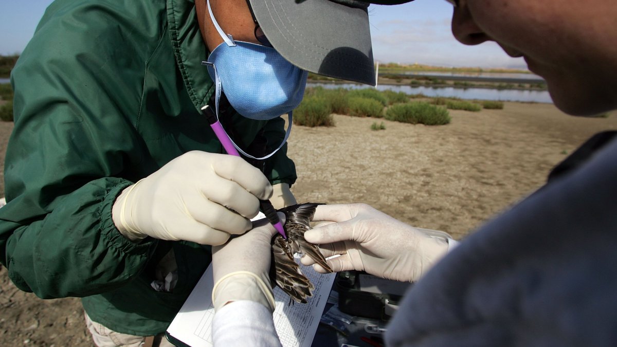 Third possible human case of bird flu confirmed in California – NBC Los Angeles