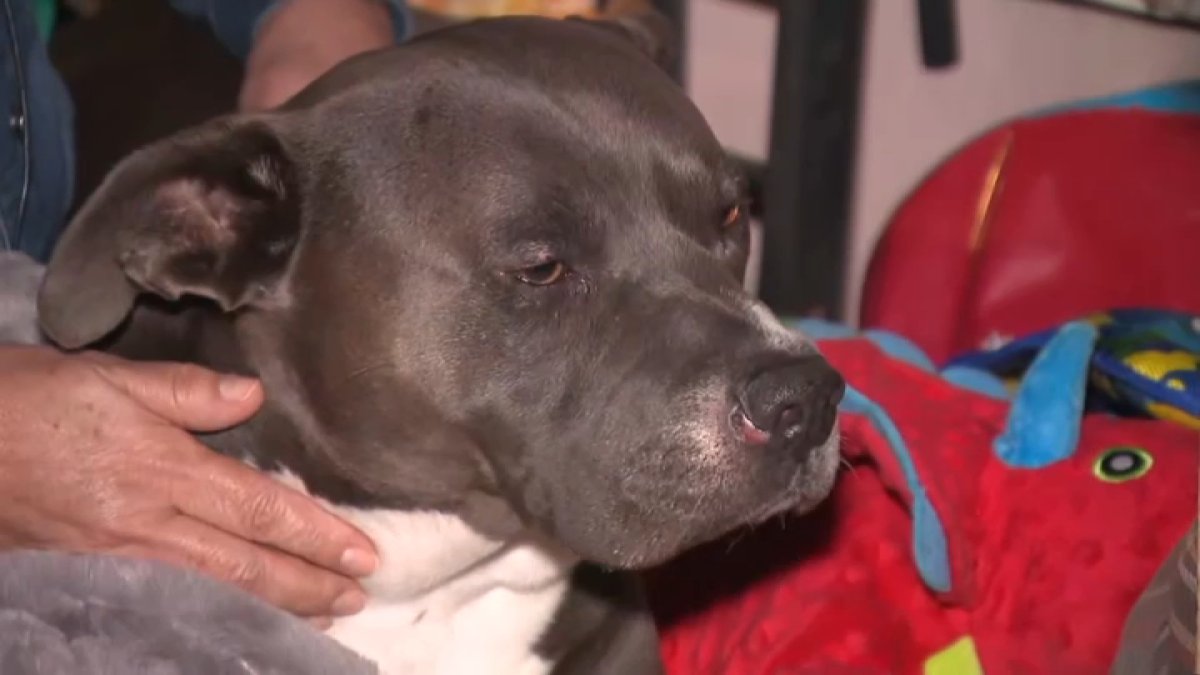 Burbank family insists dog’s bite to neighbor was in self-defense – NBC Los Angeles