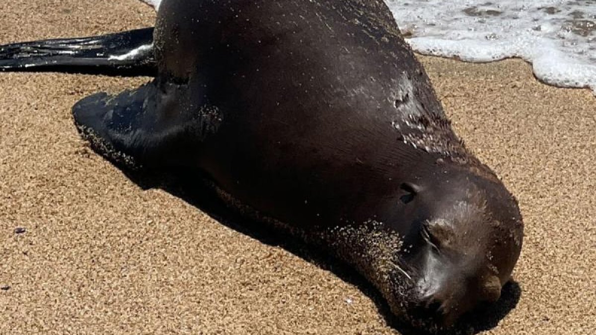 Reward offered after sea lion was shot at Orange County beach – NBC Los ...