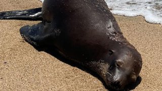 The California sea lion was estimated at about 2 years old when it was found shot in the back at Bolsa Chica State Beach August 7, 2024. (NOAA)