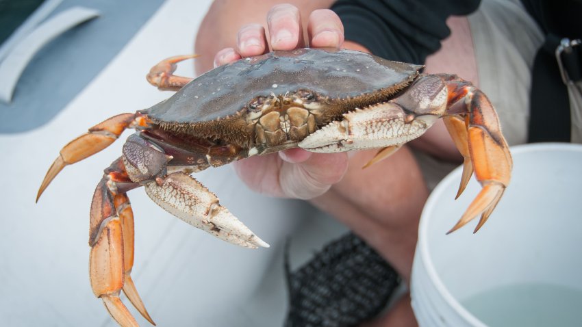 A hand holding one 1 live, freshly caught Dungeness crab. Shell and claws are visible.