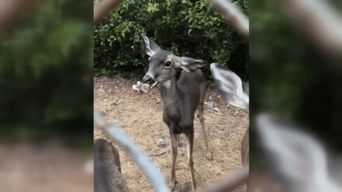 Bones of deer at Hollywood Reservoir stuck in mouth – NBC Los Angeles