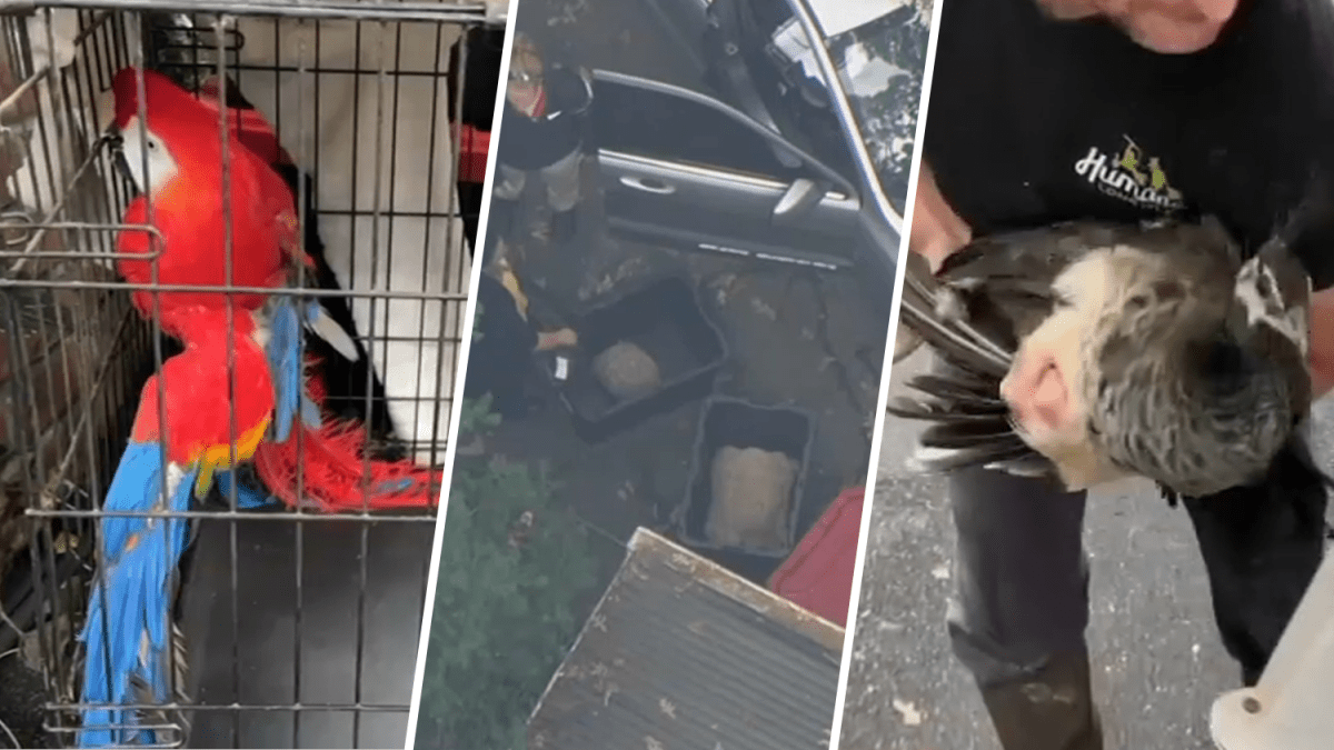 Long Island news Exotic birds, tortoises and other animals found