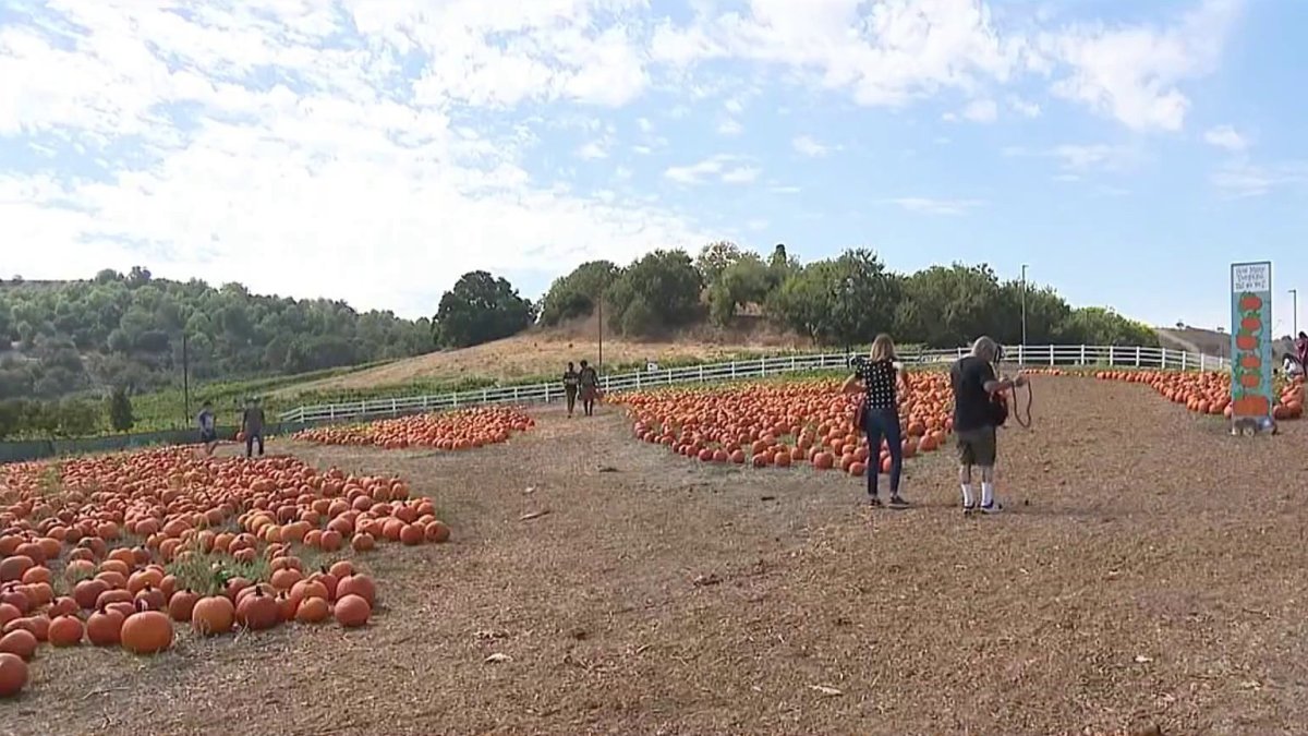 Cal Poly Pumpkin Patch 2024 Schedule Maggy Rosette