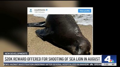 Reward offered to find person who killed sea lion in Orange County