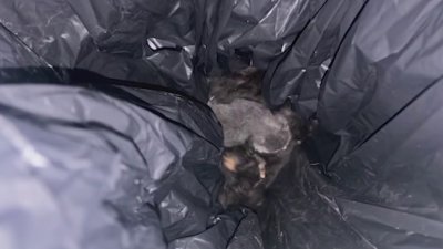 Four kittens found in bag in Brooklyn trash