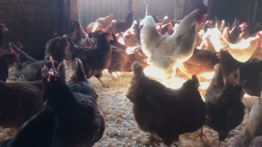 A flock of chickens in a coup.