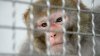 24 more monkeys found after 43 escape from South Carolina research facility