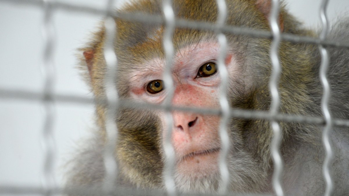 24 more monkeys found after 43 escape from South Carolina research
