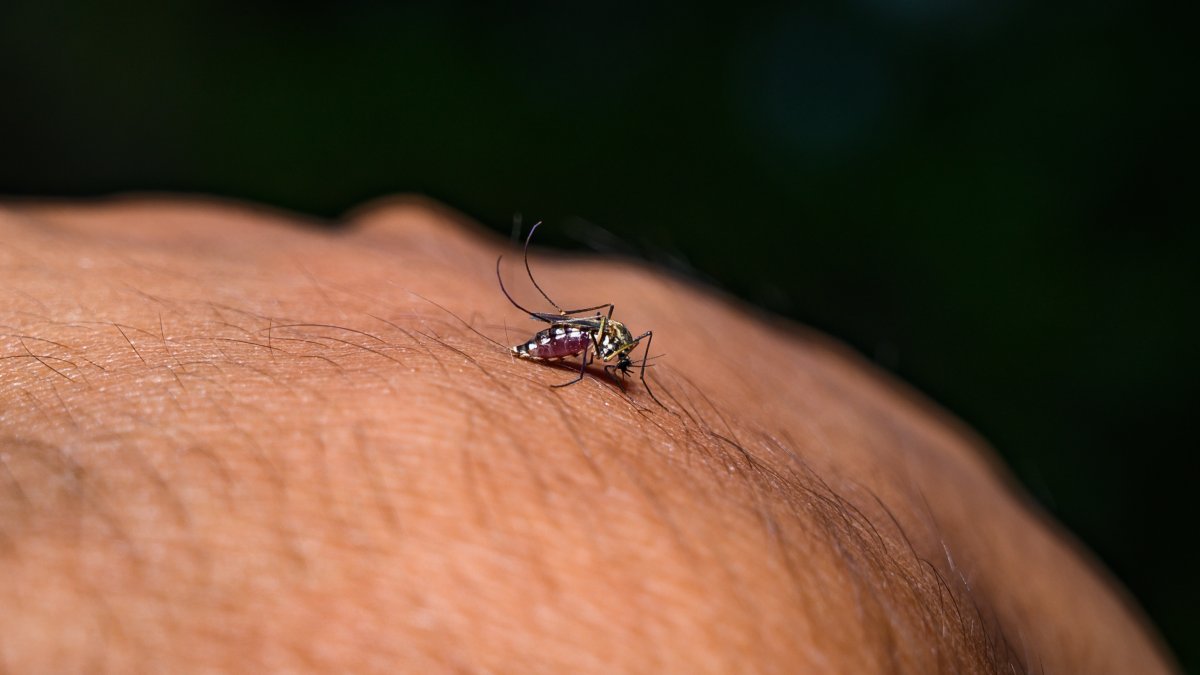 Dengue fever cases hit record high, study says climate change is linked – NBC Los Angeles